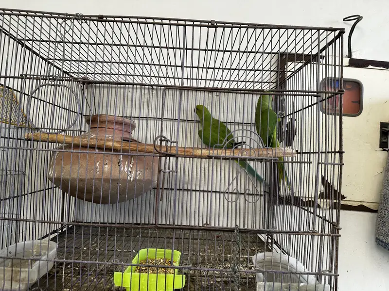 Ringneck & budgies — photo 7