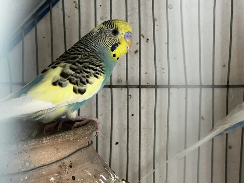 Ringneck & budgies — photo 8