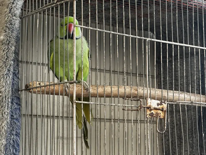Ringneck & budgies — photo 9