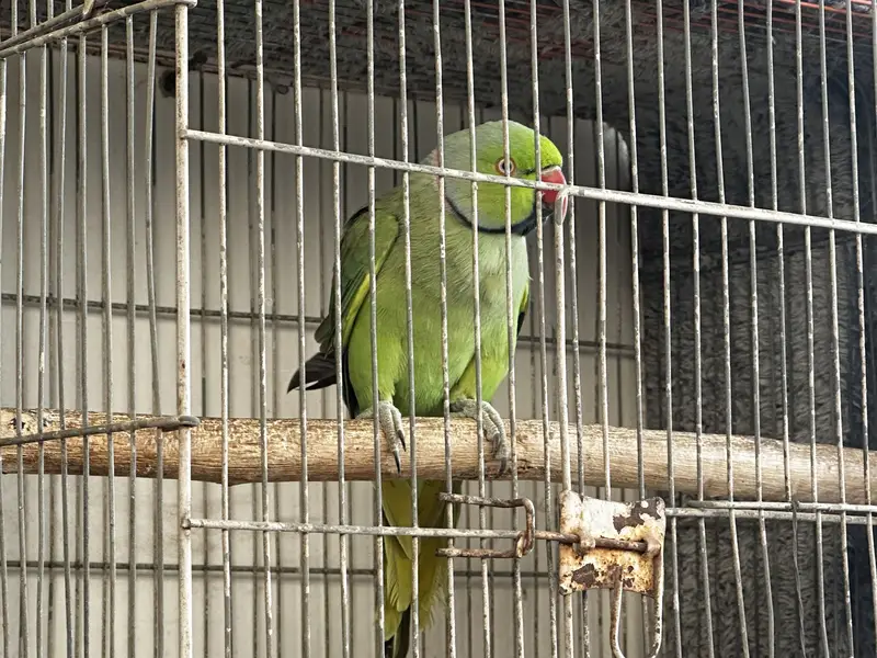 Ringneck & budgies — photo 10