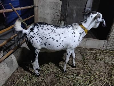 Barbari Bakra 2 dant abhi hua hai 03188111838