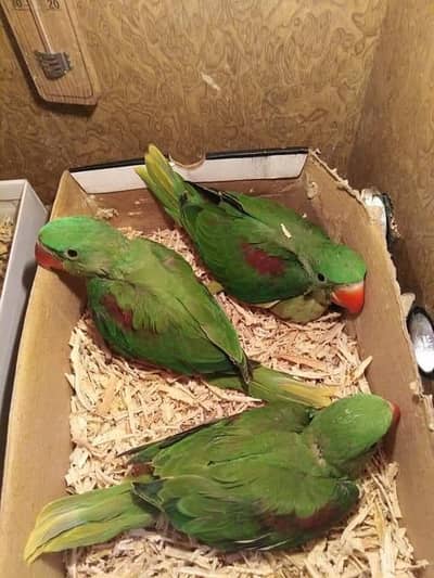 raw parrot chicks