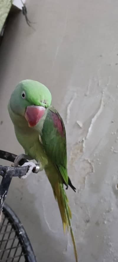 Rew parrot pair and 1 female