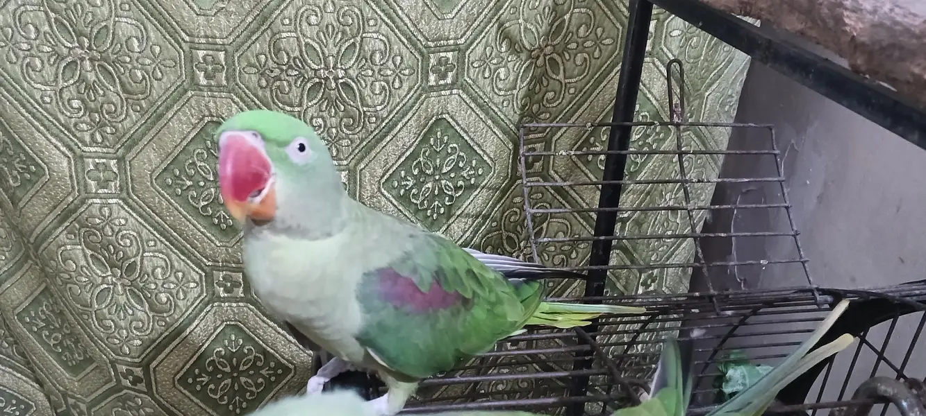 Rew parrot pair and 1 female — photo 2