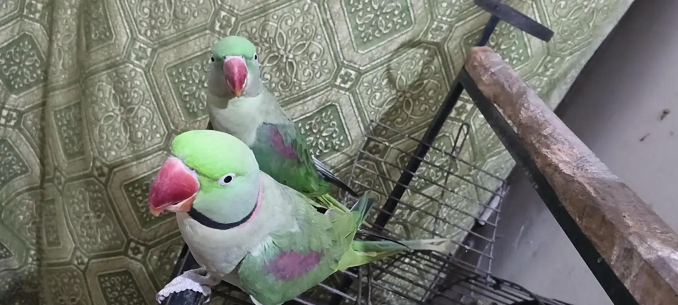 Rew parrot pair and 1 female — photo 3