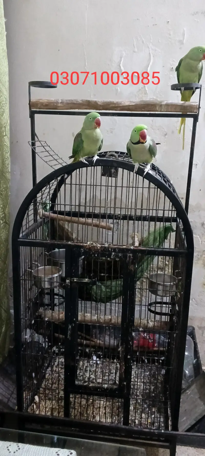 Rew parrot pair and 1 female — photo 4