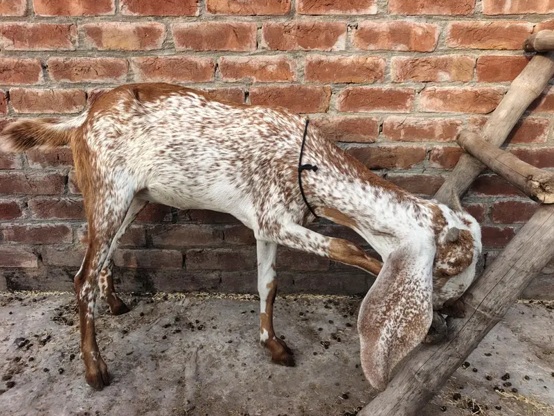 urgent sale famale goat — photo 2