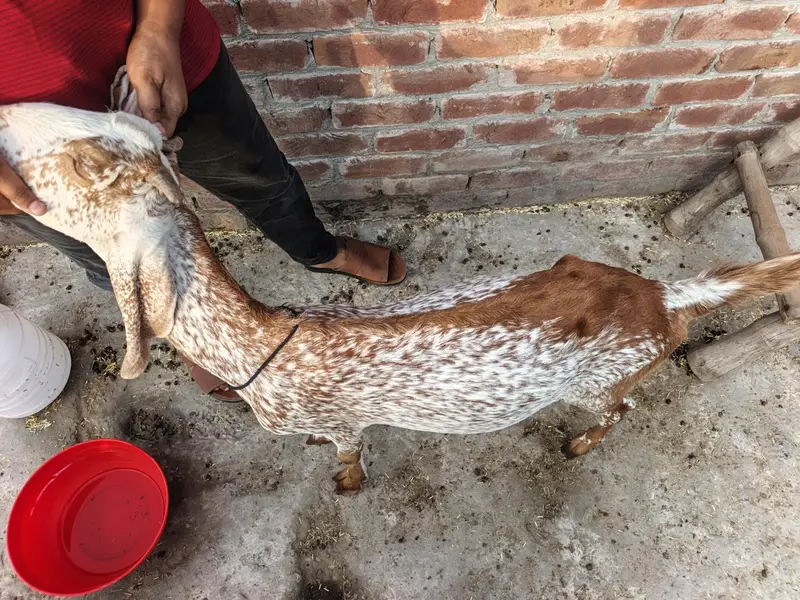 urgent sale famale goat — photo 3