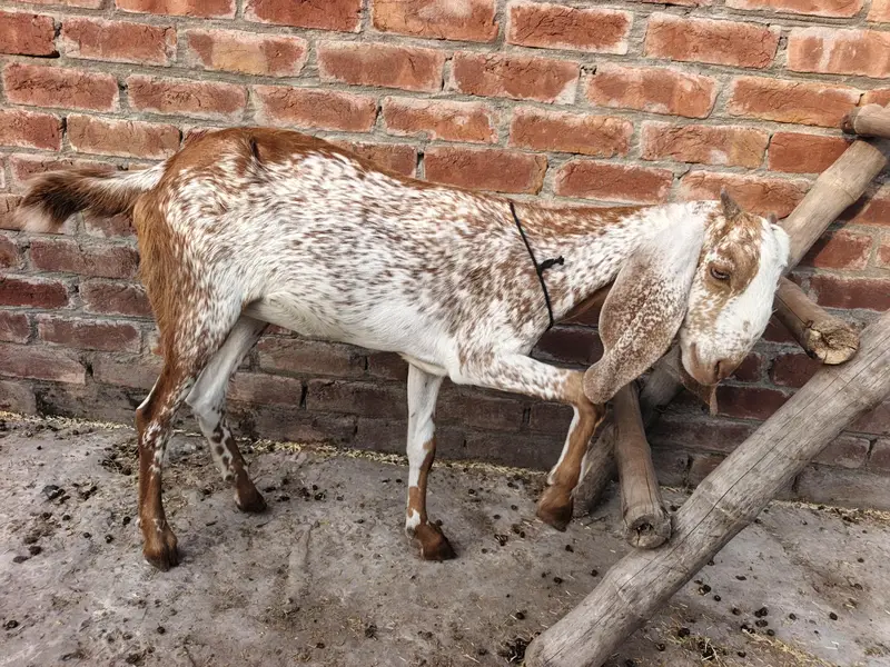 urgent sale famale goat — photo 4