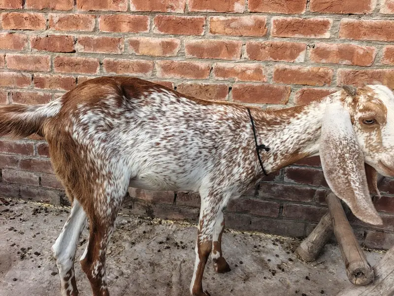 urgent sale famale goat — photo 5