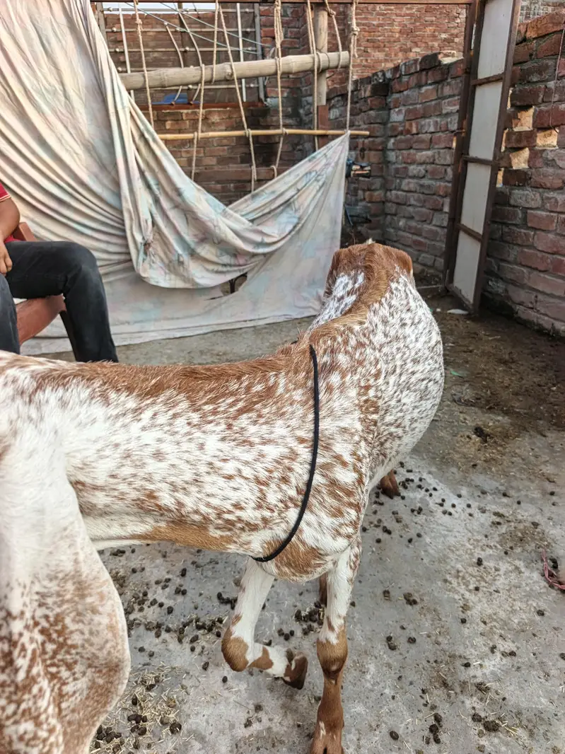 urgent sale famale goat — photo 6
