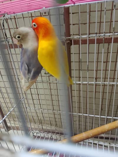 Love bird
