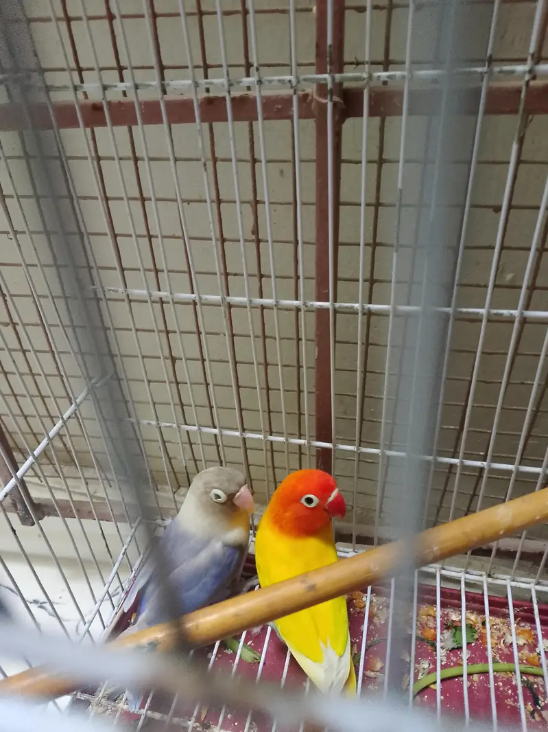 Love bird — photo 2