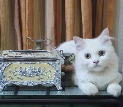 Persian cat 2coat