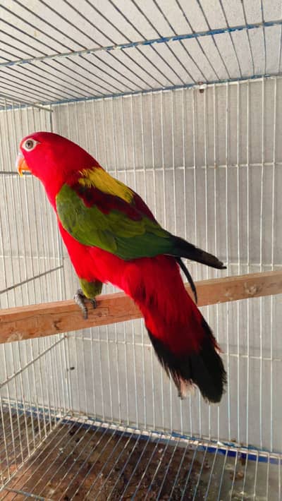 Chattering lory 200% breeding pair