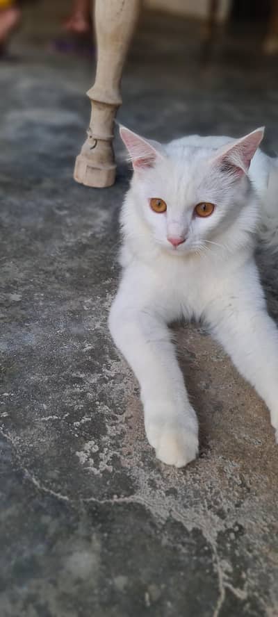 6 month male cat