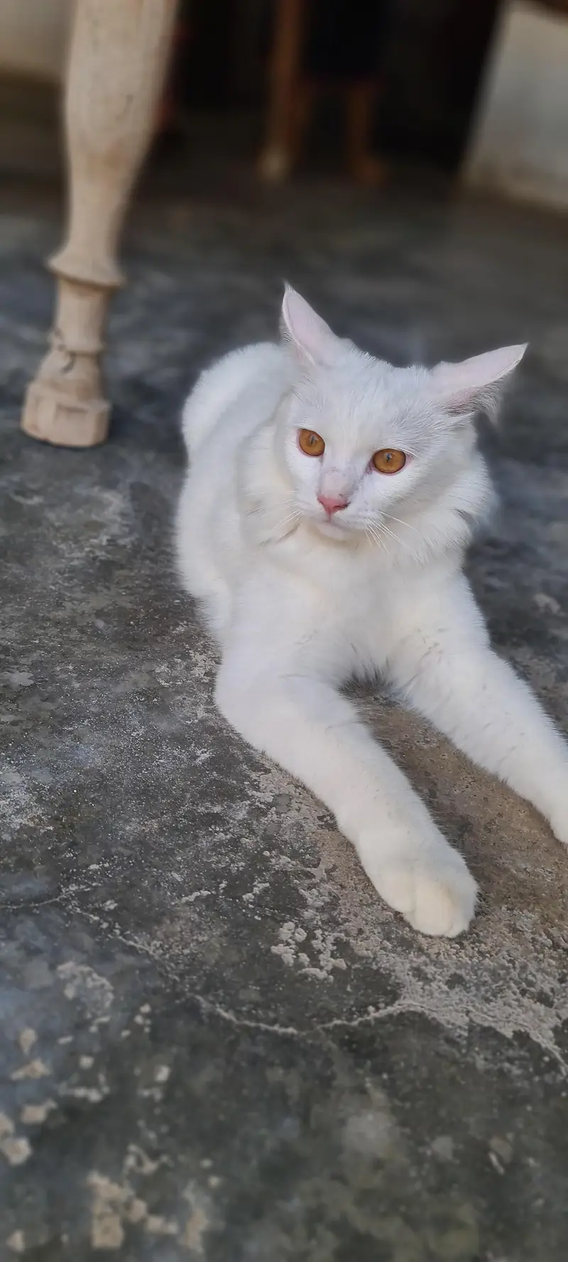 6 month male cat — photo 2