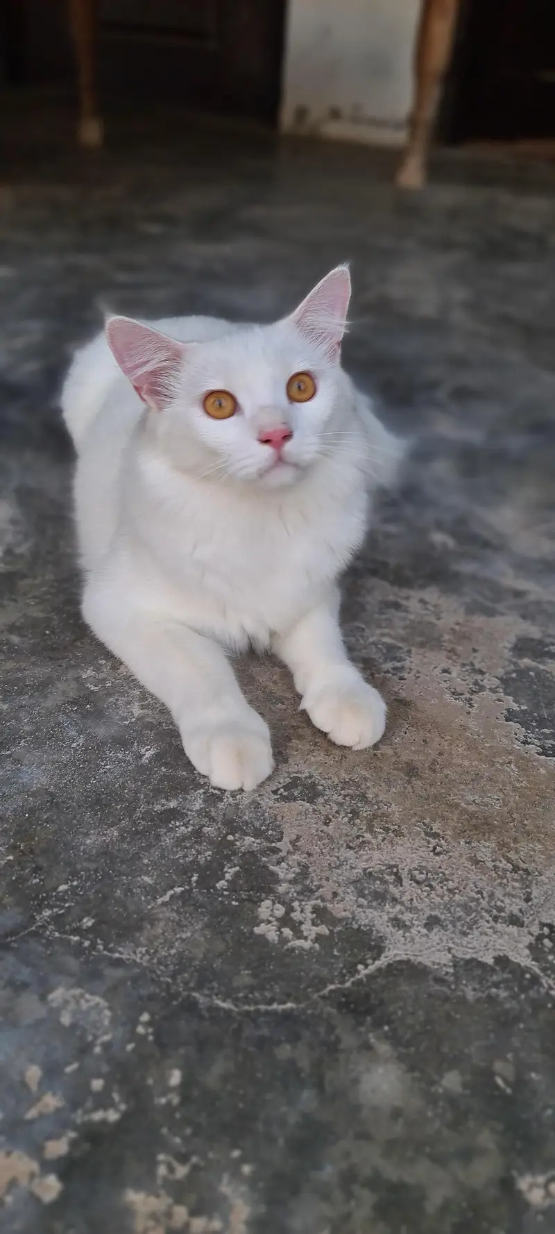 6 month male cat — photo 3