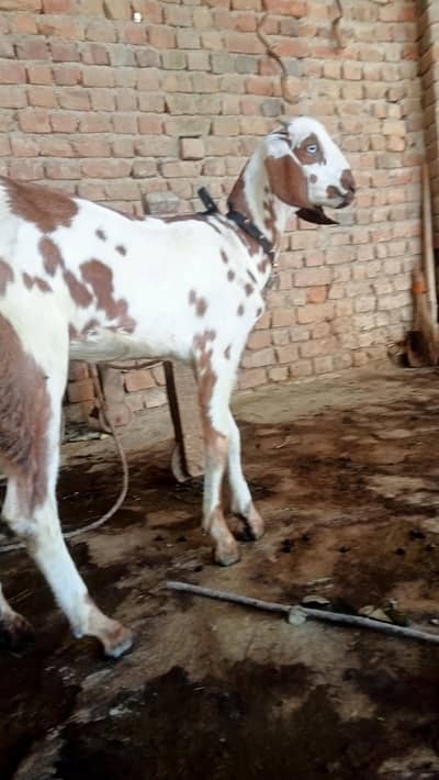 Sahiwali Nasal Goats