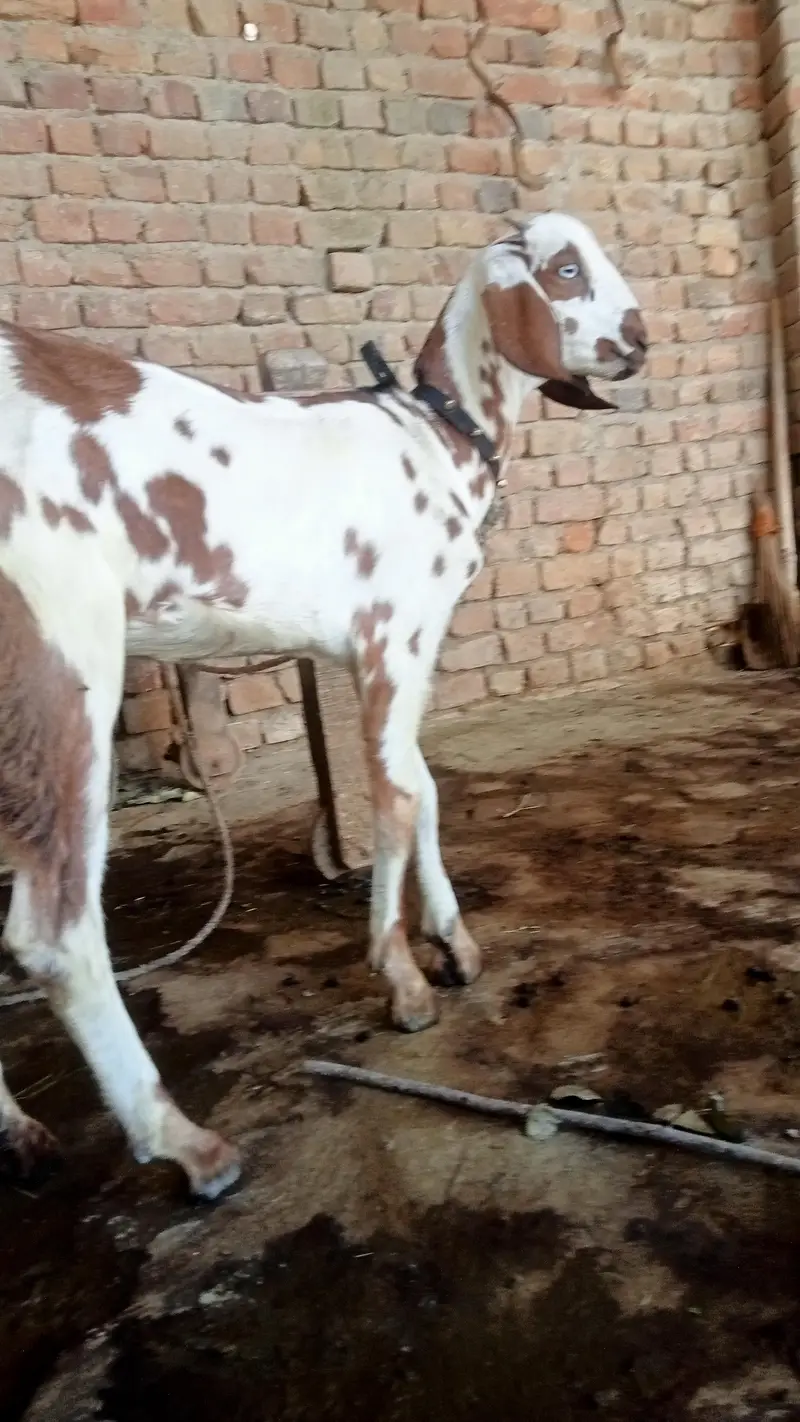Sahiwali Nasal Goats