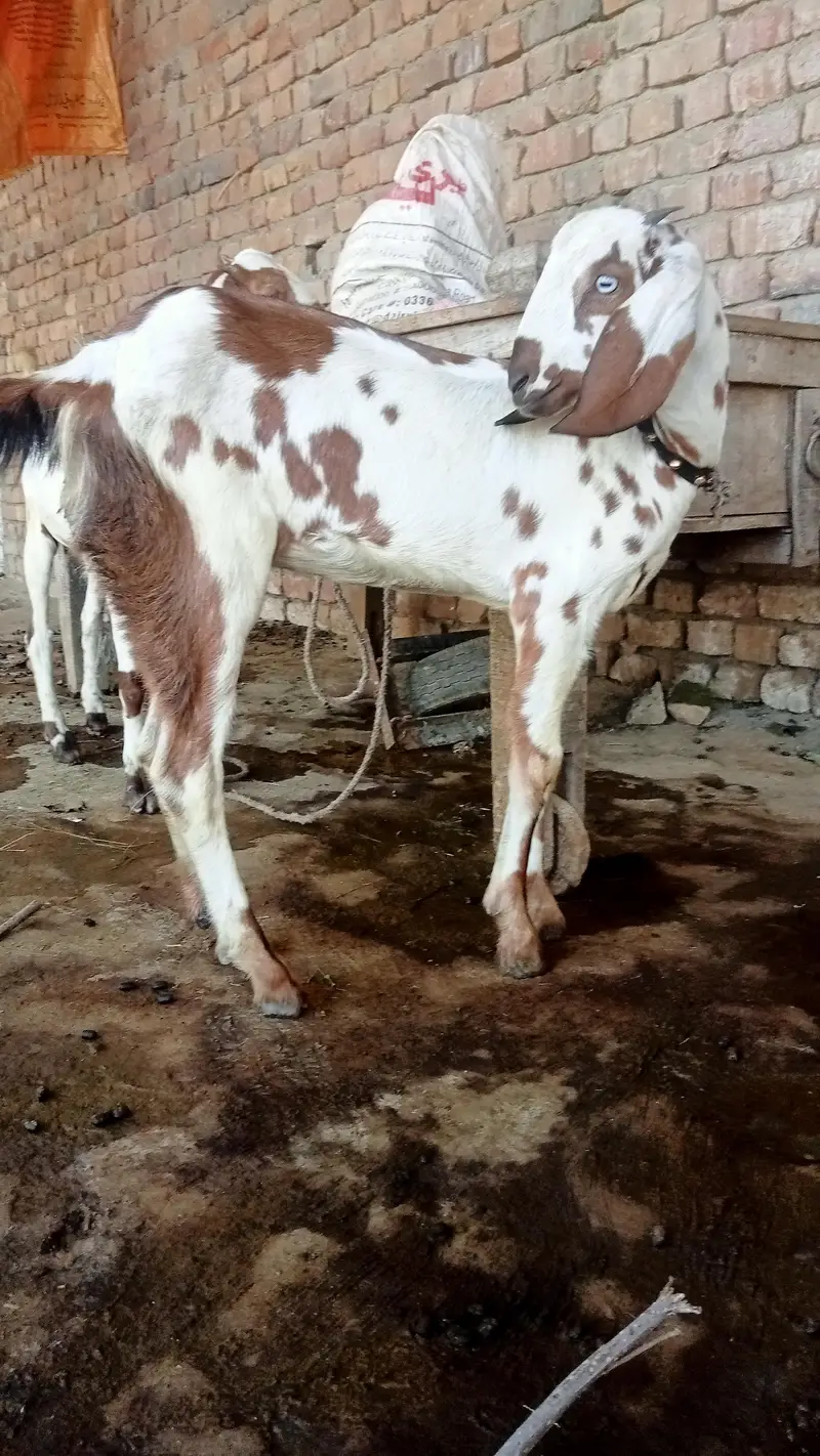 Sahiwali Nasal Goats — photo 2