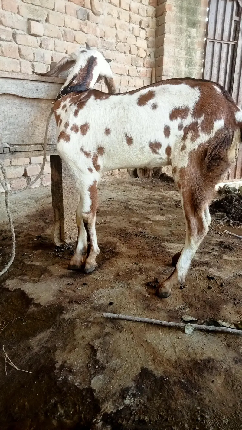 Sahiwali Nasal Goats — photo 3