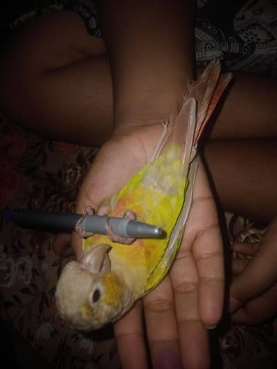 painapple cheek conure for sele talking parrot very play full