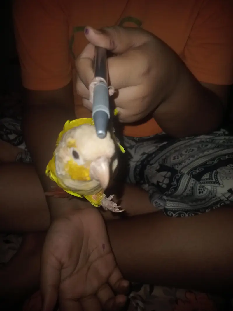 painapple cheek conure for sele talking parrot very play full — photo 3