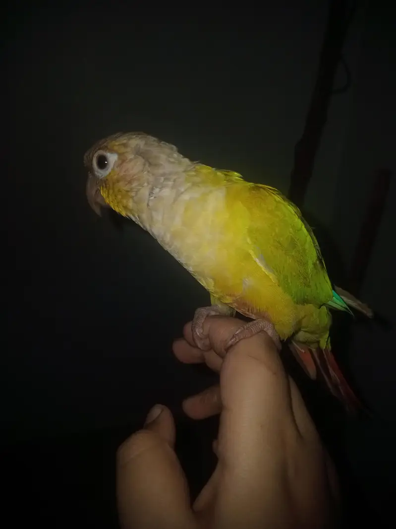 painapple cheek conure for sele talking parrot very play full — photo 4
