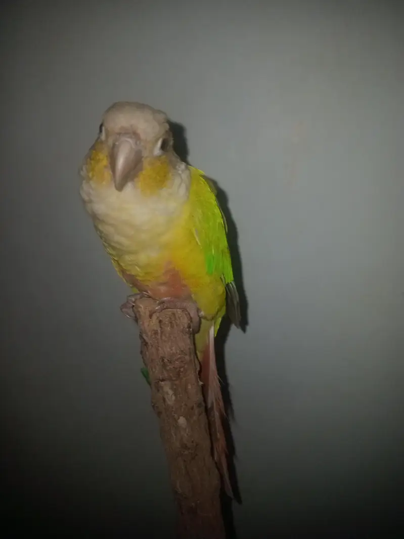 painapple cheek conure for sele talking parrot very play full — photo 5