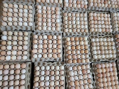 Fresh Golden Misri Eggs Available / Desi Eggs / egg / Desi Anday
