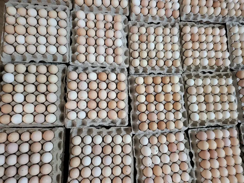 Fresh Golden Misri Eggs Available / Desi Eggs / egg / Desi Anday