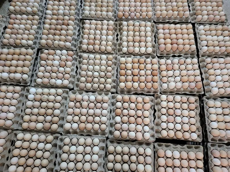 Fresh Golden Misri Eggs Available / Desi Eggs / egg / Desi Anday — photo 2