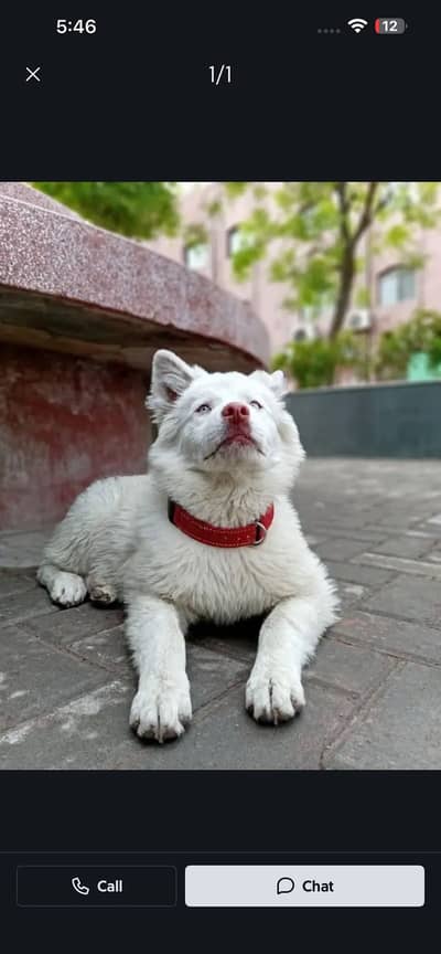Siberian husky