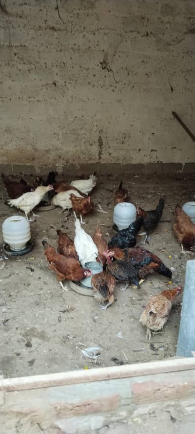 golden misri far Urgent sale