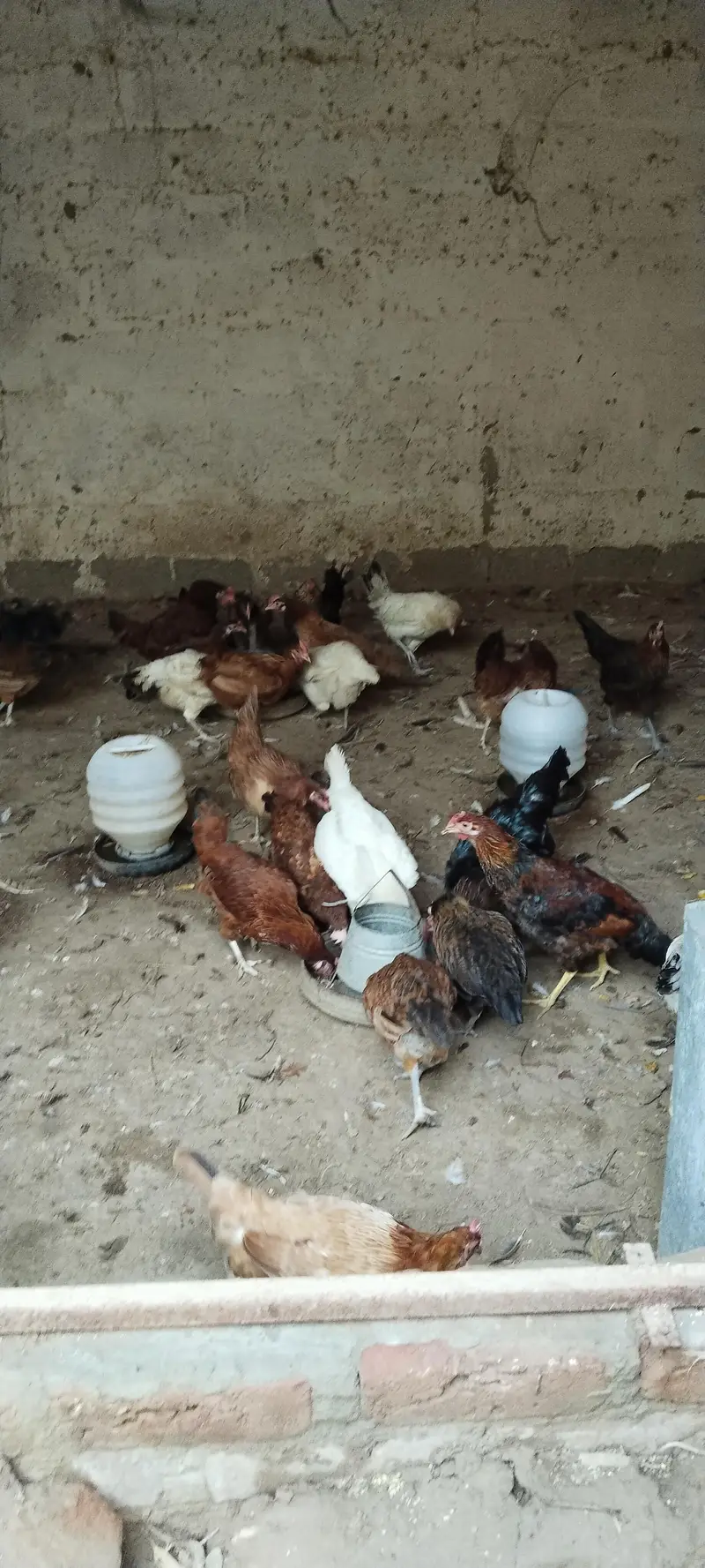 golden misri far Urgent sale — photo 2