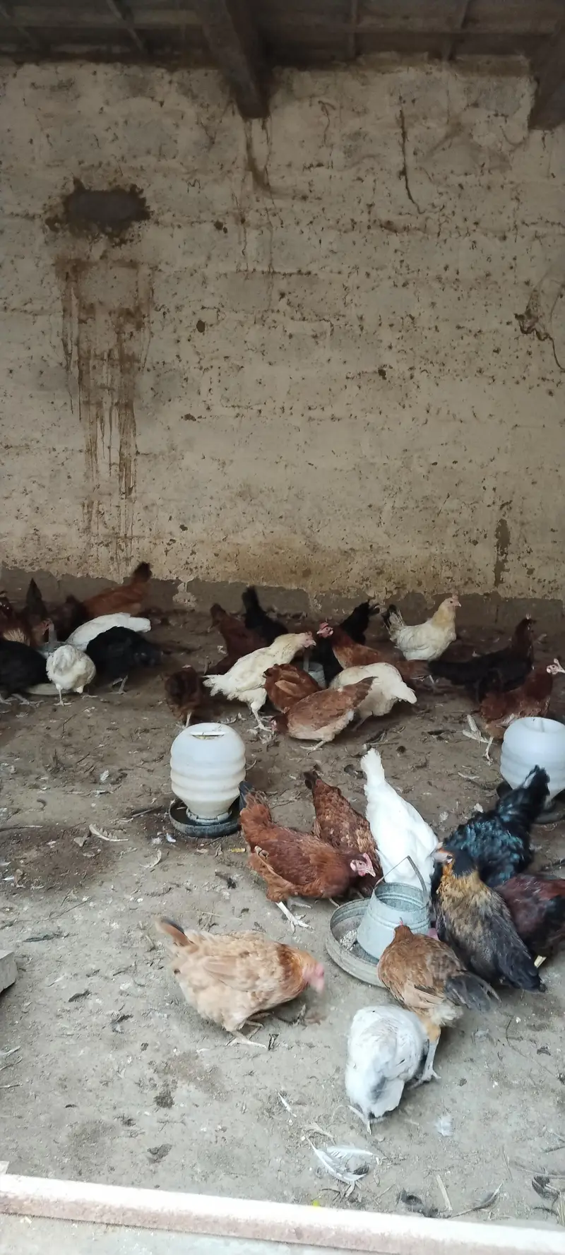 golden misri far Urgent sale — photo 3