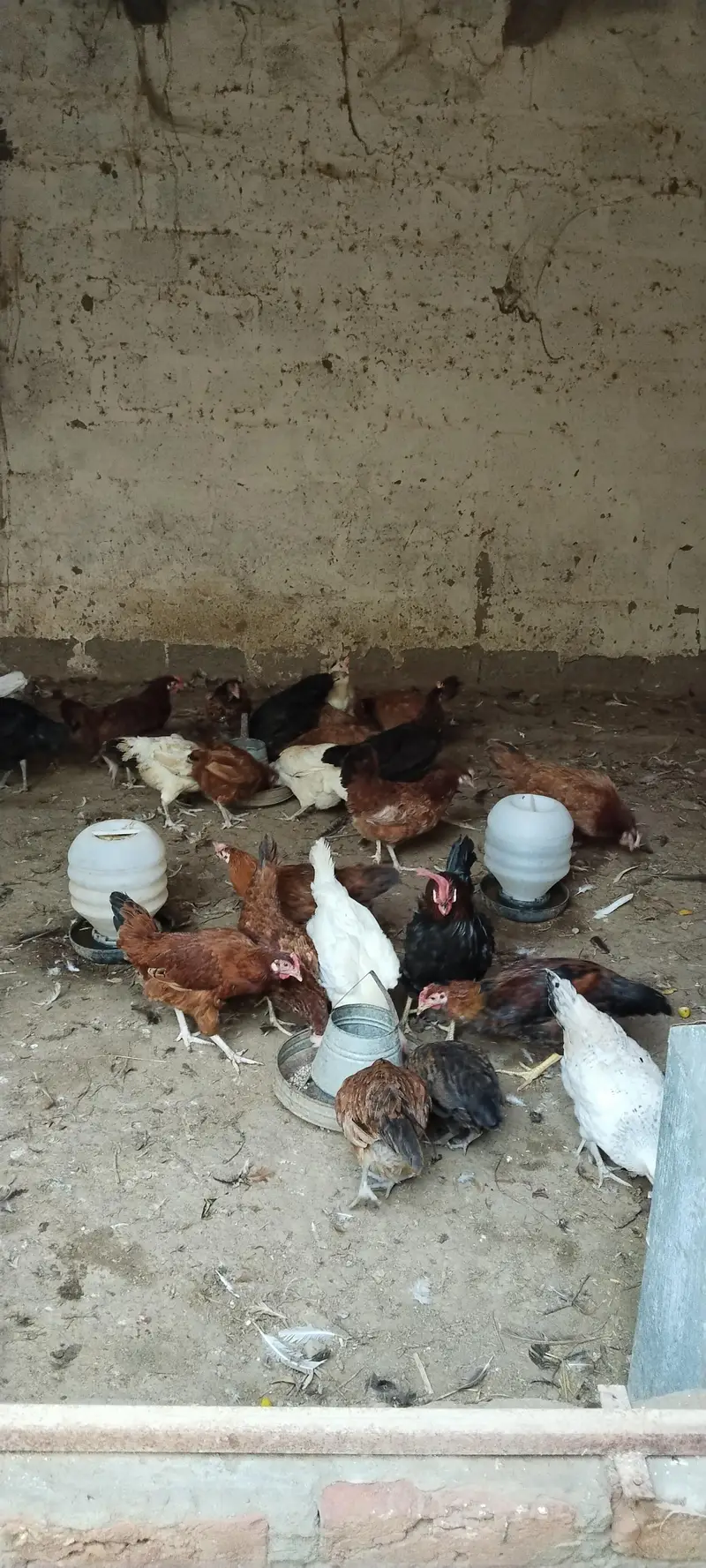 golden misri far Urgent sale — photo 4