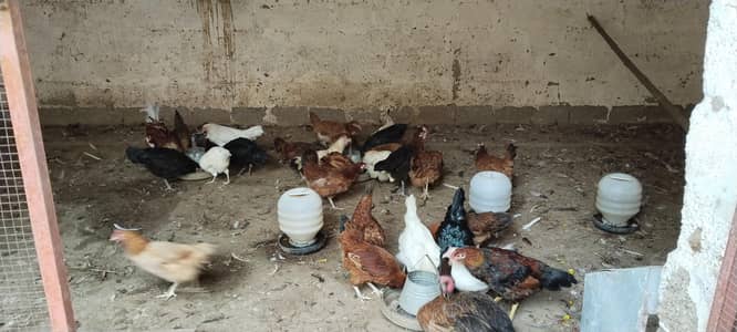 golden misri far Urgent sale