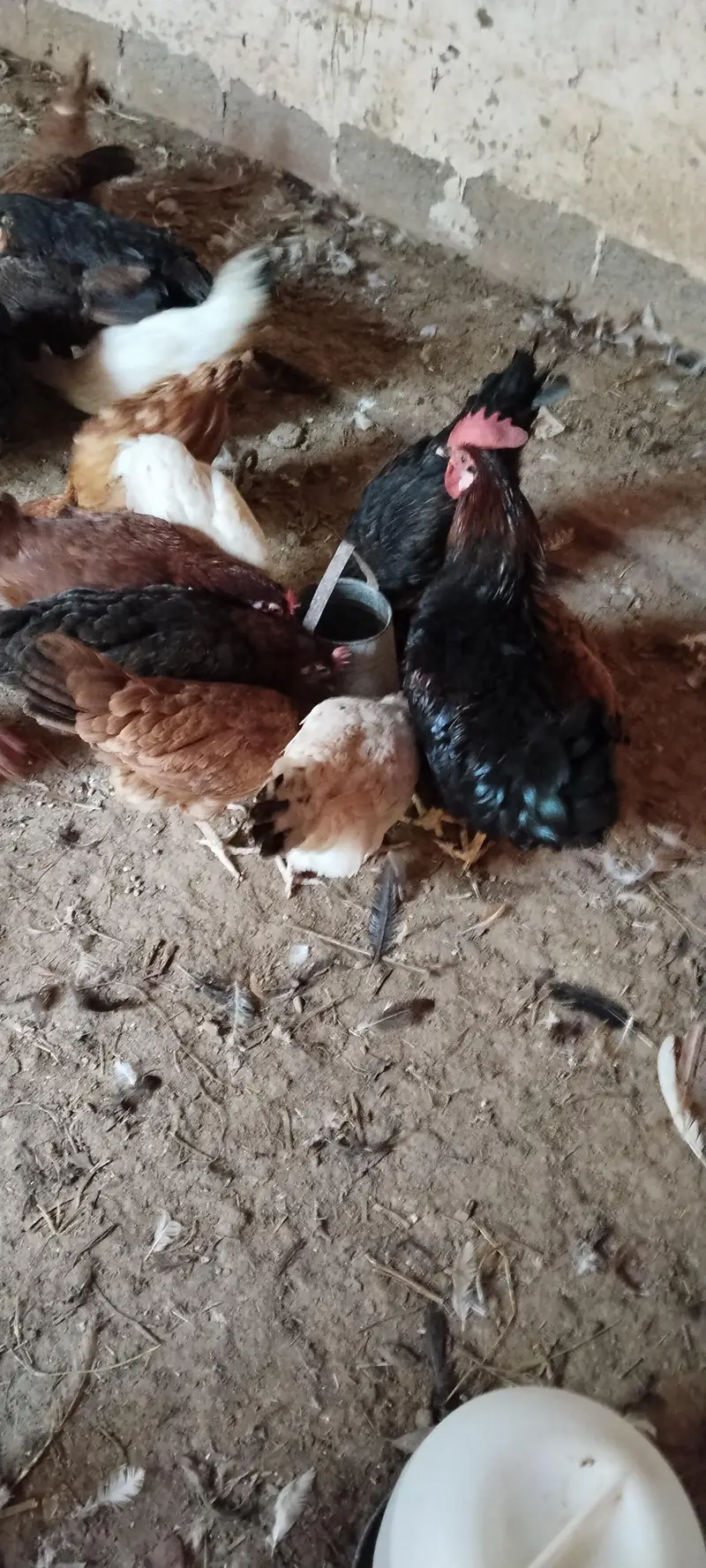 golden misri far Urgent sale — photo 6
