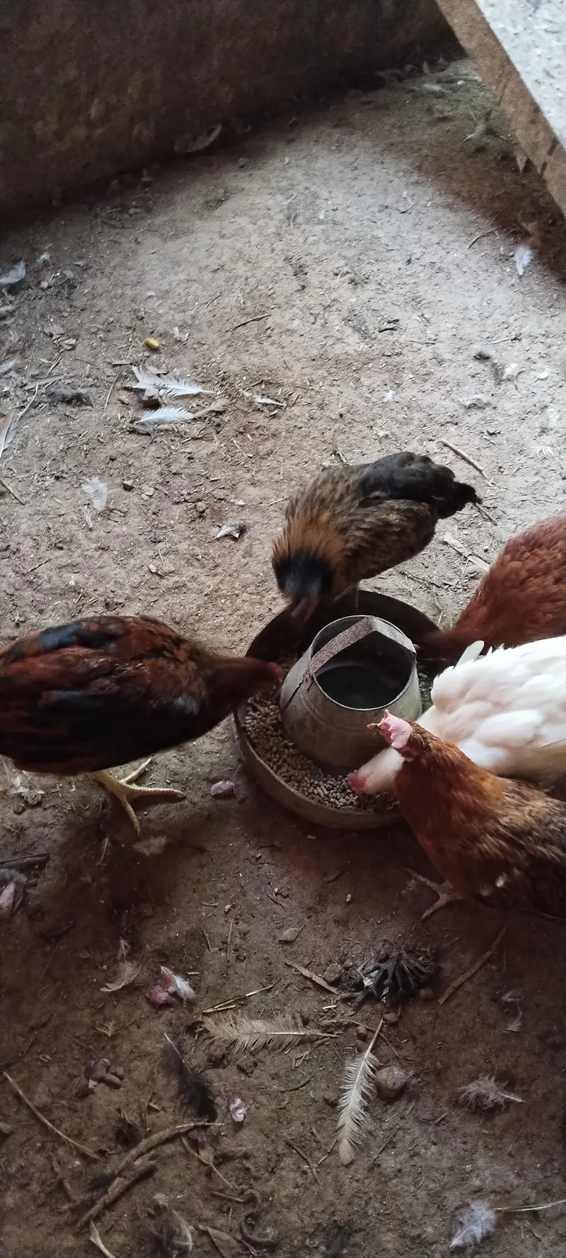 golden misri far Urgent sale — photo 7