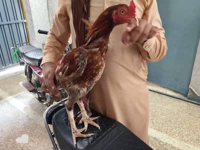 aseel Pakistani pure