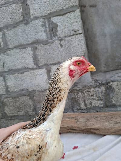 Lasani Aseel
