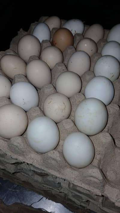 desi eggs for sale