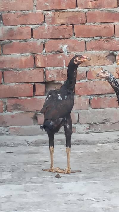 2 pathiyan hain ek bara murga