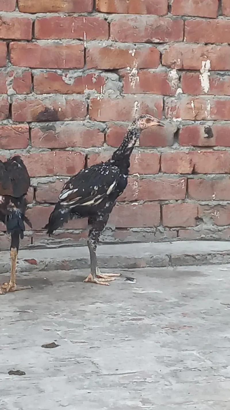 2 pathiyan hain ek bara murga — photo 2