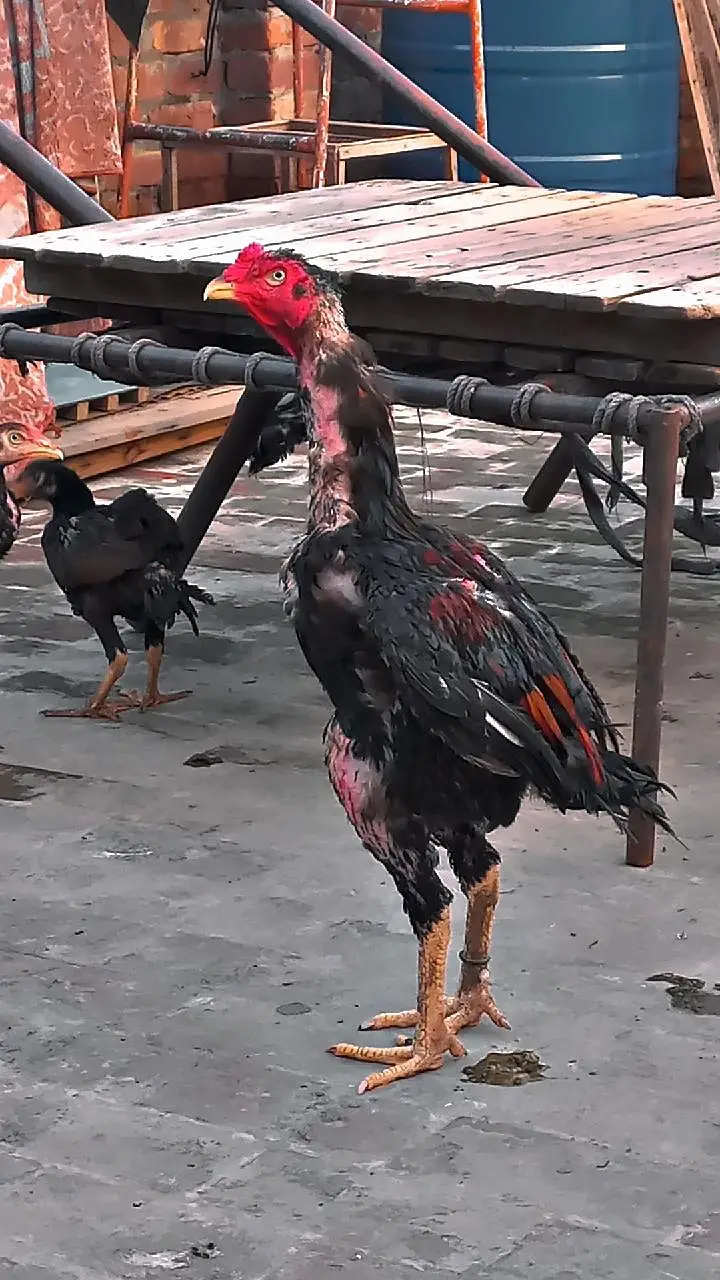 2 pathiyan hain ek bara murga — photo 3