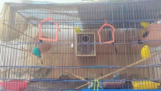 Australian Budgies with Cage