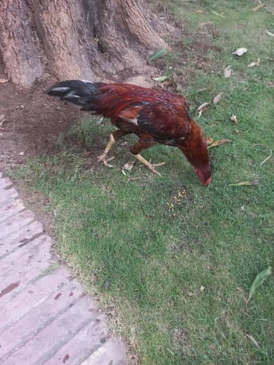 Aseel Lakha Mianwali Murga
