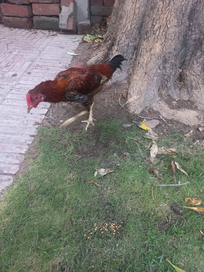 Aseel Lakha Mianwali Murga — photo 2